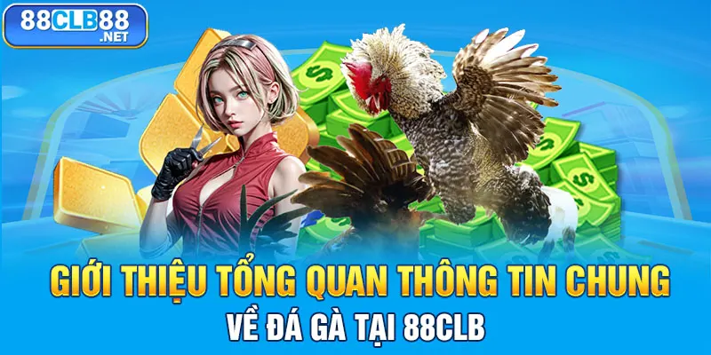 Giới thiệu tổng quan thông tin chung về đá gà tại 88CLB